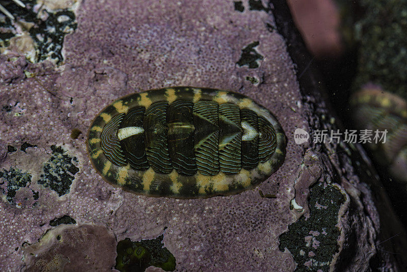 排石鳖;Tonicella lineata;彩色图像;阿拉斯加;无脊椎动物;无脊椎动物;海洋;海洋生物;潮间带;潮间带;没有人;海洋生物;照片;摄影;海洋生物;潮池;潮间带水坑;水下;野生动物